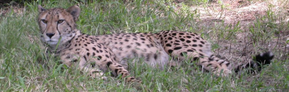 Kruger Park Safaris POST