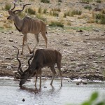 Touraco Travel Services - Etosha Safari
