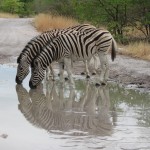 zebras Touraco Travel Services - Zebras in Etosha - Namibia Highlights Tour