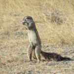 Touraco Travel Services - Etosha Safari