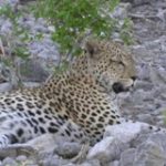 Touraco Travel Services - Etosha Safari