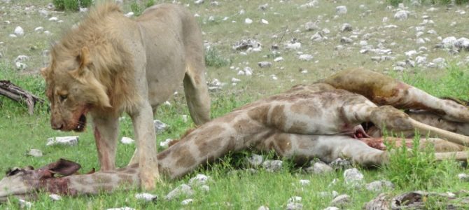 Etosha National Park