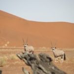 Touraco Travel Services - Desert & Coast Safari