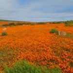Touraco Travel Services - Wils Flower Tour