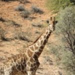 Touraco Travel Services - Kgalagadi Tour