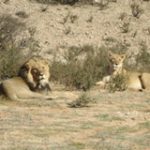 Kgalagadi Lions - Touraco Travel Services