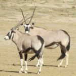 Touraco Travel Services - Nothern Cape Tour