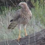 Kgalagadi Safari - Touraco Tours - Pretoria, South Africa