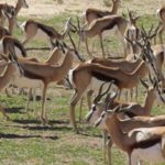 Kgalagadi Safari - Touraco Travel Services - Pretoria, South Africa