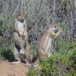 Touraco Travel Services - Kgalagadi National Park and Augrabies Waterfalls Safari